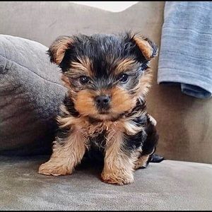 Meet your Posher, Daniel